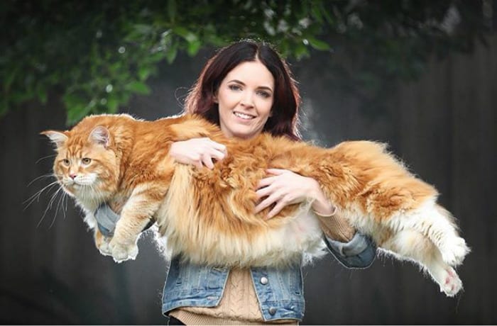 Самый большой кот в мире