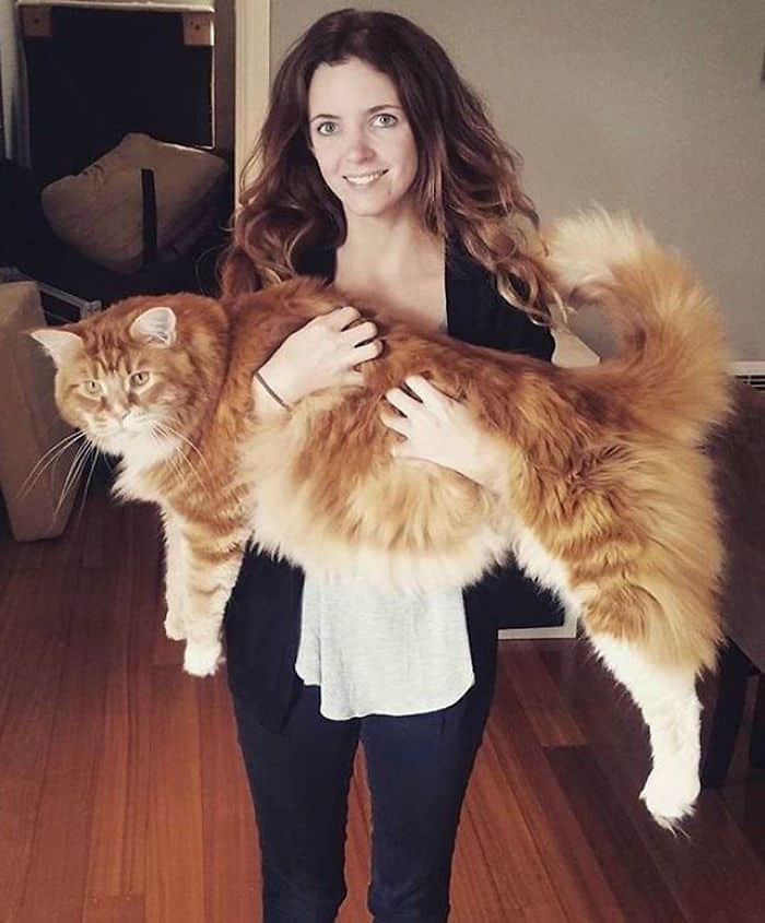 Самый большой кот в мире