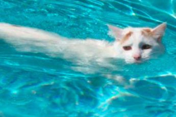 Кот купается в жаркий день