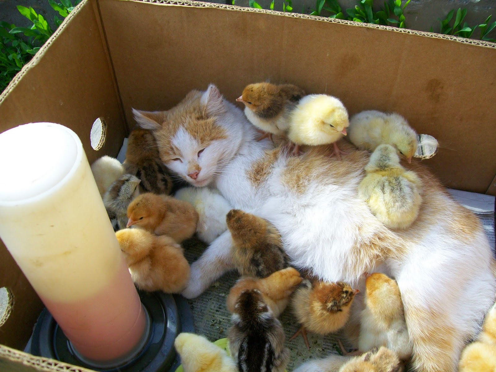 Кошка воспитывает цыплят