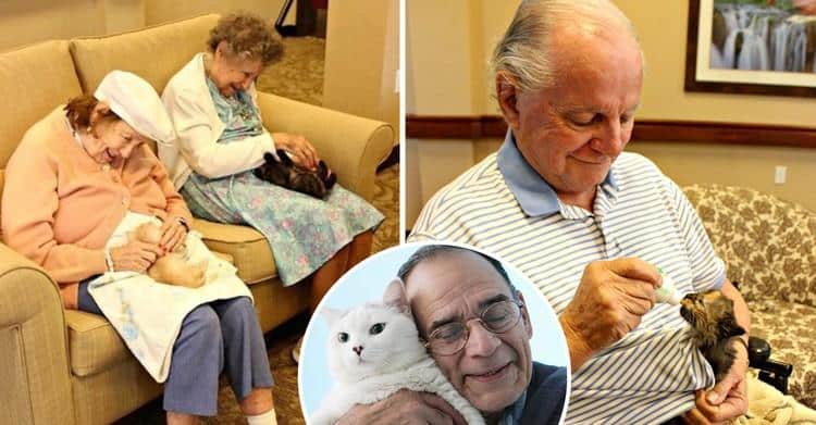 Кошки и пожилые люди
