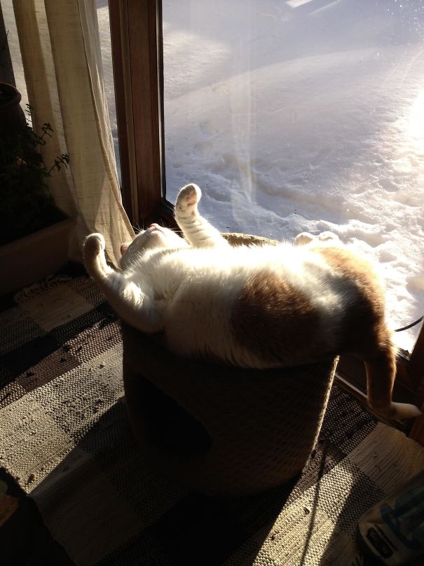 Кошка в солнечных лучах
