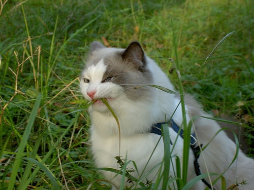 Кошки едят траву