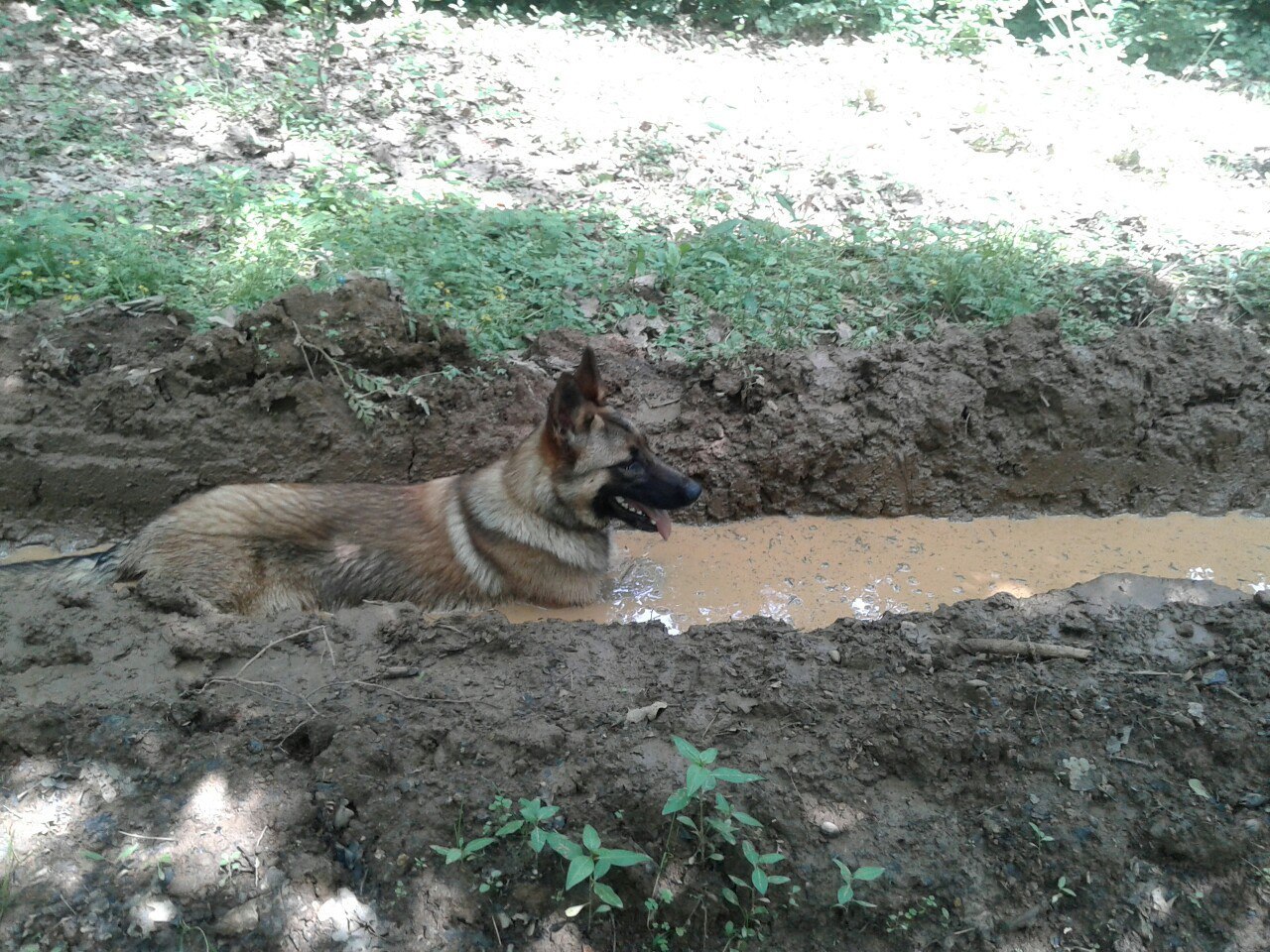Из собаки в грязи