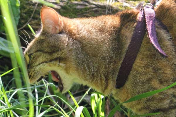 Кошки едят траву