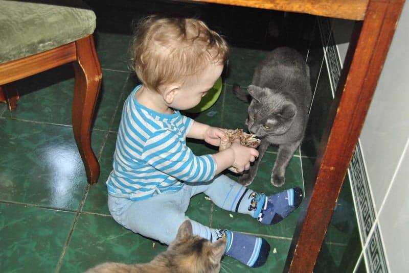 Котики и  дети