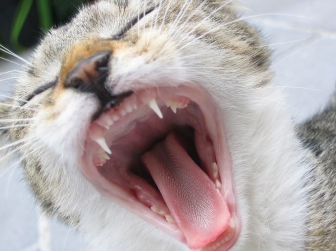 Зубы у кошек