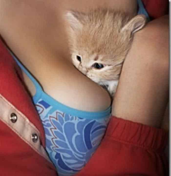 Кошка на женской груди