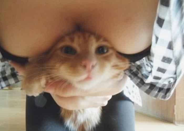 Кошка на женской груди