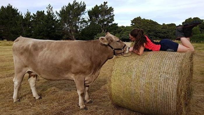 Укротительница коров из Новой Зеландии
