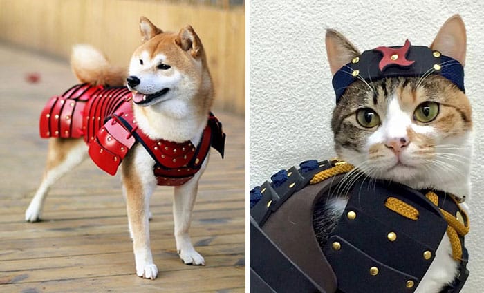 Самурайские доспехи для собак и кошек