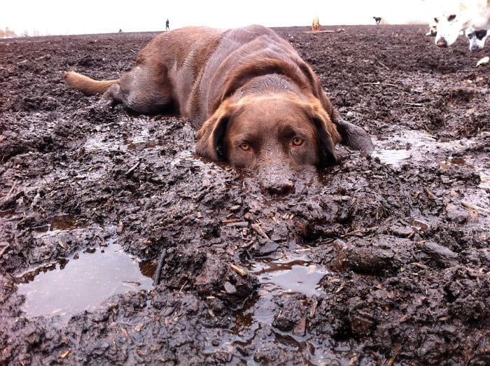 Из собаки в грязи