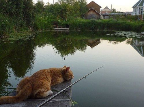 Котик на рыбалке