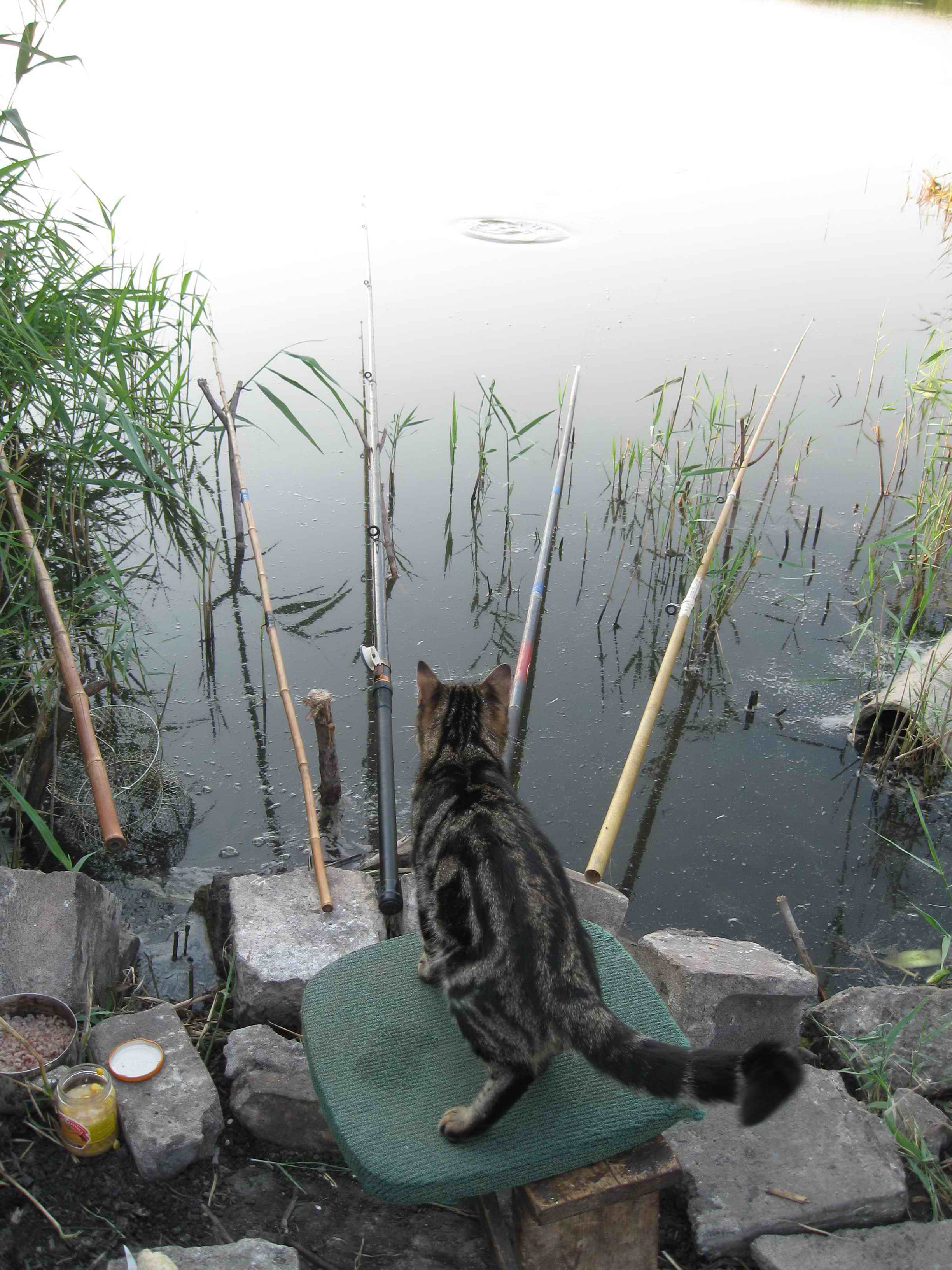 Котик на рыбалке