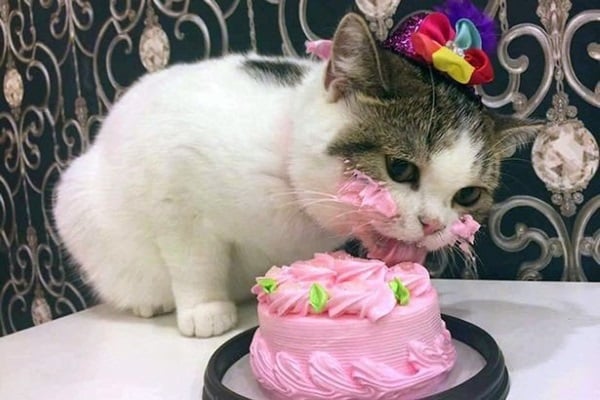 Кошка в день своего рождения