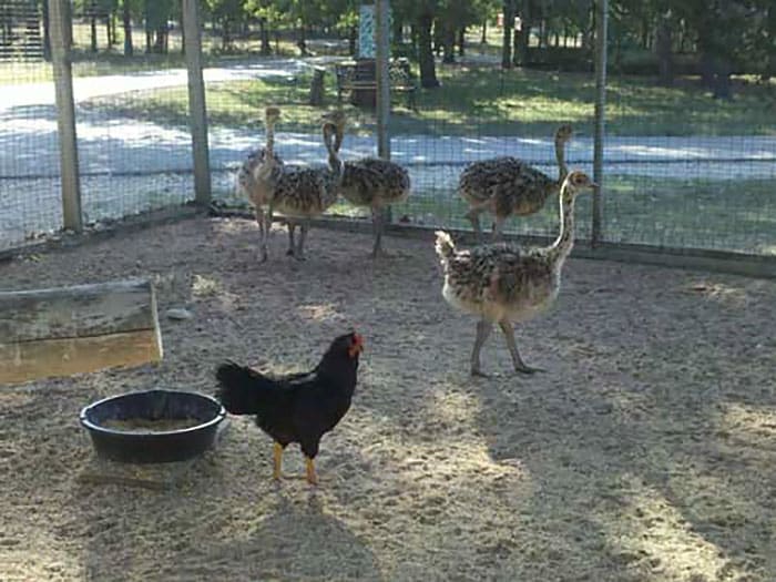 Hens-Adopt-Animals