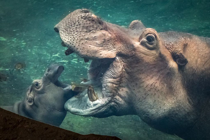 baby-hippo-playing-mom-fiona-bibi-cincinnati-zoo-coverimage