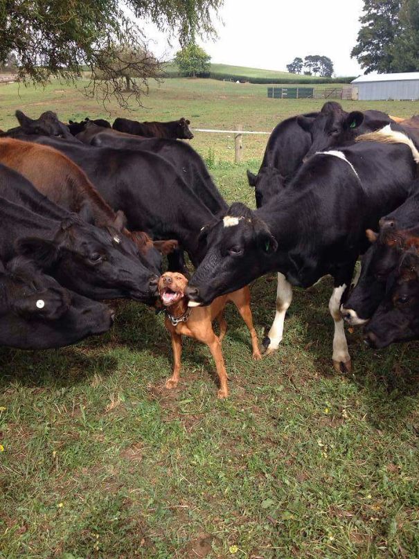 cow_and_dog