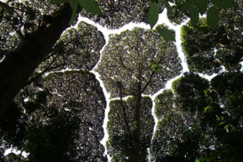 crown-shyness-trees-avoid-touching-coverimage
