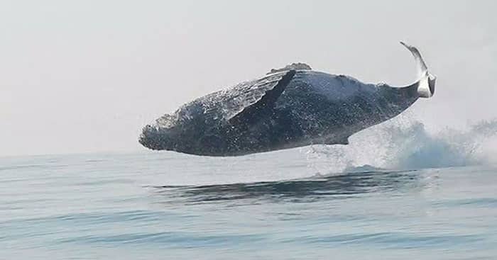 humpback-whale-jump-water-south-africa-coverimage