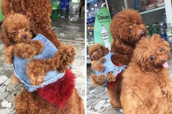 man-makes-dog-backpck-tran-teddy-vietnam-coverimage