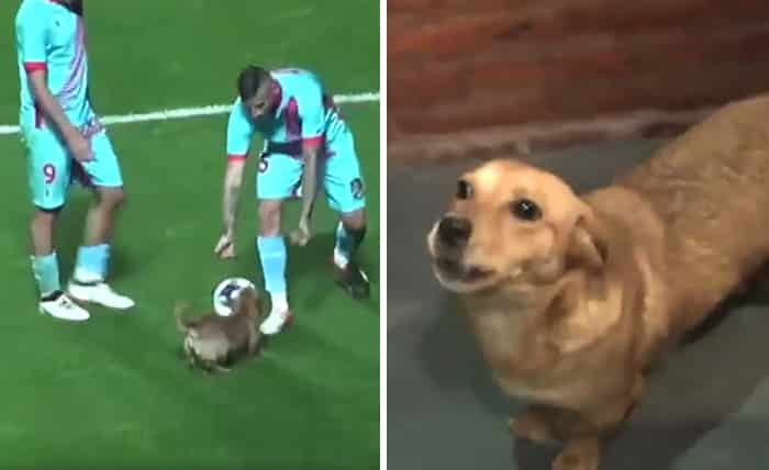 dog-interrupts-soccer-game-argentina-coverimage