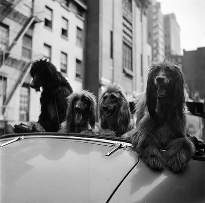 dogs_in_car