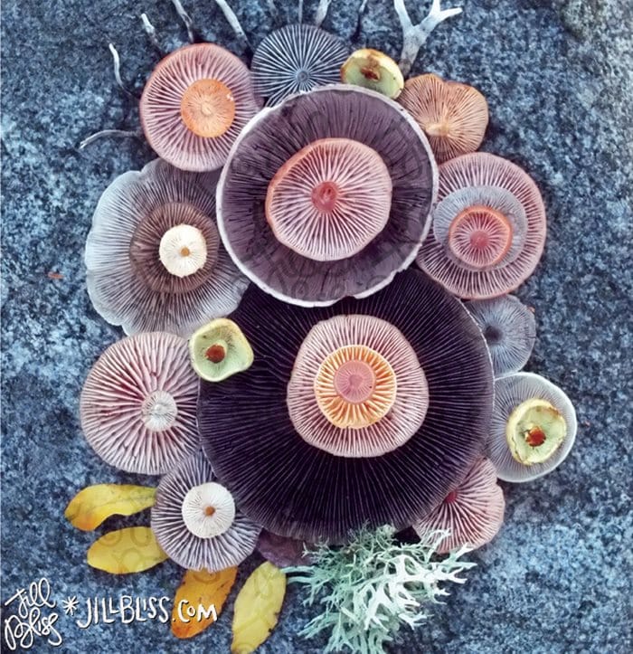 mushrooms-nature-design