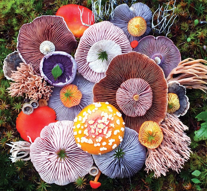 mushrooms-nature-medley-photos-jill-b