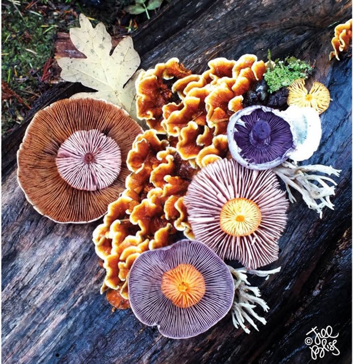 mushrooms_nature_collage