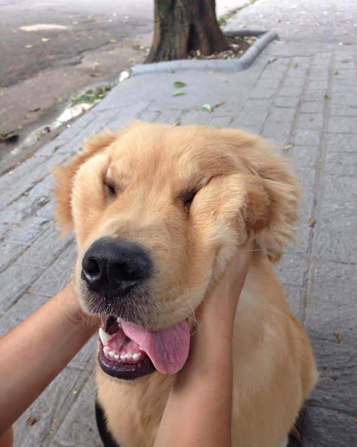 squish_dog