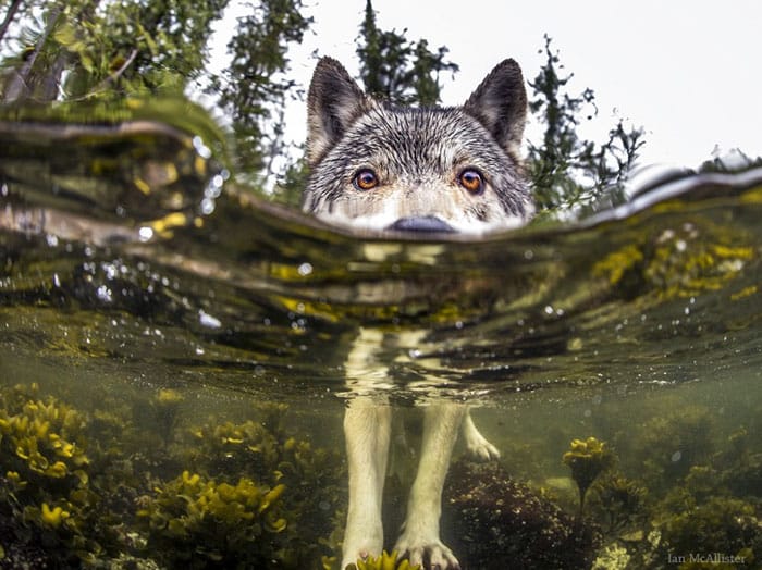 swimming-sea-wolves-pacific-coast-canada-ian-mcallister-coverimage