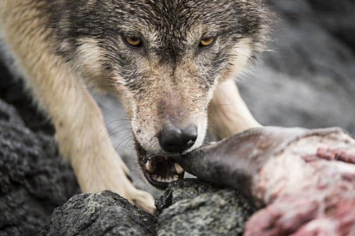 wolves_eating