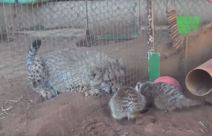 angry-meerkats-zoo